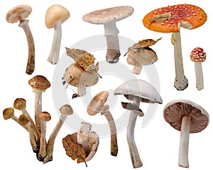 Many various edible and inedible mushrooms at various angles on white background