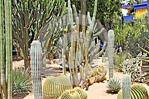 Many various green exotic cactuses