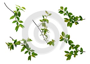 Many various spring tree branches with young green leaves isolated on white background