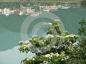 Many Vernicia fordii blossom by the river photo