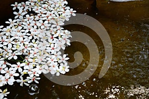 Many Vernicia fordii flowers are floating on water. photo