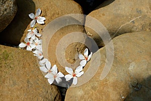 Many Vernicia fordii flowers are on the stone photo