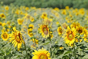 Many very beautiful yellow sunflower in garden