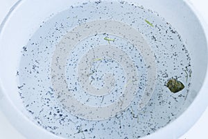 Many vine louse in a plastic dish full of water