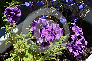 Many violet flowers of potted petunia. Home greening with blooming plants