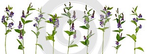 Many violet meadow wildflowers at various angles on white background