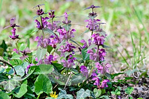 Many vivid dark purple flowers of Lamium album plant, commonly known as dead nettle in a forest in a sunny spring day, beautiful o