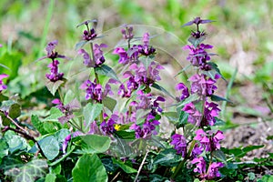 Many vivid dark purple flowers of Lamium album plant, commonly known as dead nettle in a forest in a sunny spring day, beautiful o