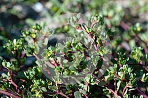 Many vivid green fresh leaves of Portulaca oleracea plant, commonly known as purslane