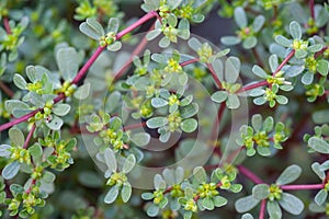 Many vivid green fresh leaves of Portulaca oleracea plant, commonly known as purslane