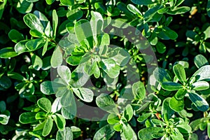 Many vivid green fresh leaves of Portulaca oleracea plant, commonly known as purslane, duckweed, little hogweed or pursley, in a