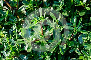 Many vivid green fresh leaves of Portulaca oleracea plant, commonly known as purslane, duckweed, little hogweed or pursley, in a