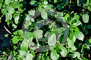 Many vivid green fresh leaves of Portulaca oleracea plant, commonly known as purslane, duckweed, little hogweed or pursley, in a