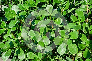 Many vivid green fresh leaves of Portulaca oleracea plant, commonly known as purslane, duckweed, little hogweed or pursley, in a