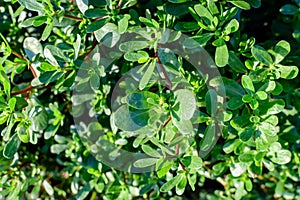 Many vivid green fresh leaves of Portulaca oleracea plant, commonly known as purslane, duckweed, little hogweed or pursley, in a