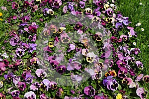 Many vivid pink purple colored pansies or Viola Tricolor flowers in a sunny spring garden, beautiful outdoor floral monochrome bac