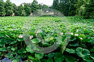 Many vivid pink and white water lily flowers Nymphaeaceae in full bloom and green leaves on a water surface in a summer garden,