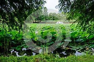 Many vivid pink and white water lily flowers Nymphaeaceae in full bloom and green leaves on a water surface in a summer garden,