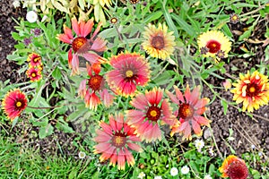 Many vivid red and yellow Gaillardia flowers, common name blanket flower, and blurred green leaves in soft focus, in a garden in a