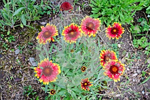 Many vivid red and yellow Gaillardia flowers, common name blanket flower, and blurred green leaves in soft focus, in a garden in a