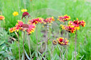 Many vivid red and yellow Gaillardia flowers, common name blanket flower, and blurred green leaves in soft focus, in a garden in a