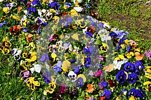 Many vivid white, purple, pink and yellow mixed colored pansies or Viola Tricolor flowers in a sunny spring garden, beautiful