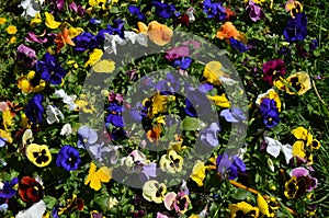 Many vivid white, purple, pink and yellow mixed colored pansies or Viola Tricolor flowers in a sunny spring garden, beautiful outd