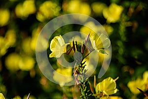 Many vivid yellow flowers and green leaves of Oenothera plant, commonly known as evening primrose, suncups or sundrops, in a