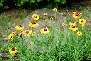 Many vivid yellow and red Gaillardia flowers, common name blanket flower, and blurred green leaves in soft focus, in a garden in a