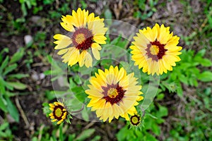Many vivid yellow and red Gaillardia flowers, common name blanket flower, and blurred green leaves in soft focus, in a garden in a