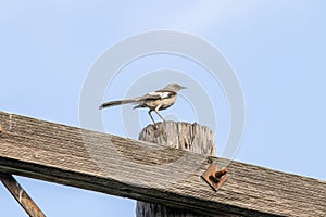 Many-voiced mockingbird (Mimus polyglottos) bird perched atop a wooden post