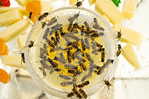 Many wasps eat honey from a bowl. Delicacies. Honey and melon on a plate