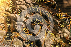 Many wasps on the hive guard their nests in nature