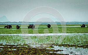 Many water buffaloes at the lake of Thale Noi, Pattalung