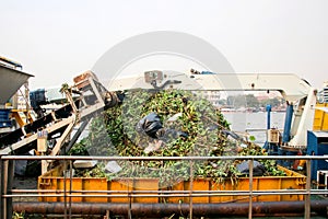 Many water hyacinth, weed and garbage on a garbage boat.