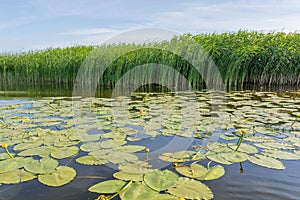 Many water lilies on the lake against the background of green reeds and blue sky
