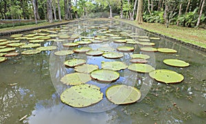 Many water lily