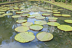 many water lily floating in the basin