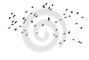 Many waterbird flying on white background