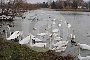 Many waterbirds on a river photo