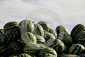 many watermelons inthe market