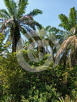 Many weeds and wild trees grow under the oil palm plantations. Unmaintained oil palm plantations.