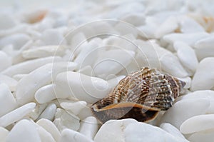 Many well polished little mainly white stones with big brown seashell on foreground close up view