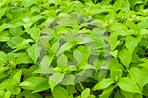 Many wet green leaves