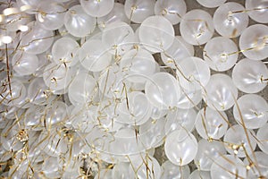 Many white balloons with gold ribbon ceiling