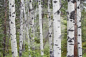 Many white birch trees in a wood