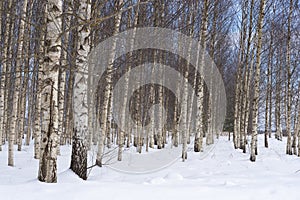 Many white birch trunks growing in lines