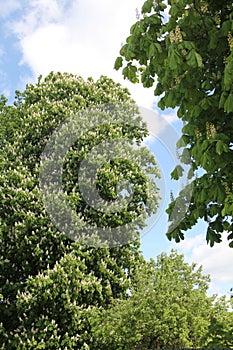 Many white blossoms of chestnut trees in the background of a cloudy blue sky in spring in Kaunas, Lithuania