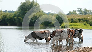 Many white and brown animals graze by the river, cows drink water, sunny day