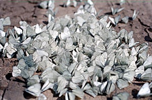 Many white butterflies of the same species are sitting on brown earth